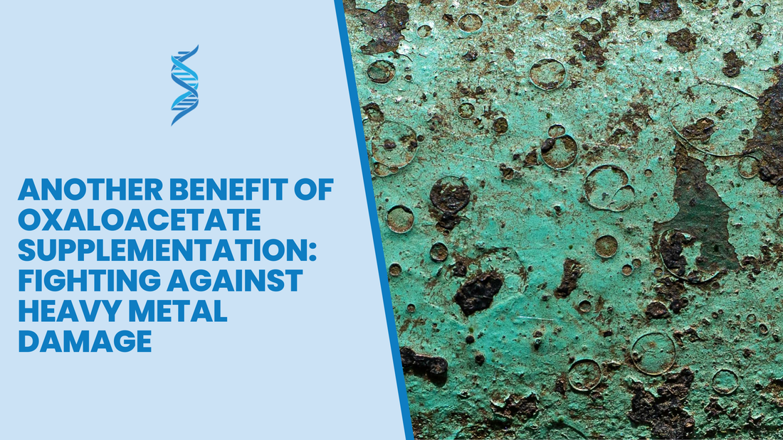 Another Benefit of Oxaloacetate Supplementation:  Fighting against Heavy Metal Damage