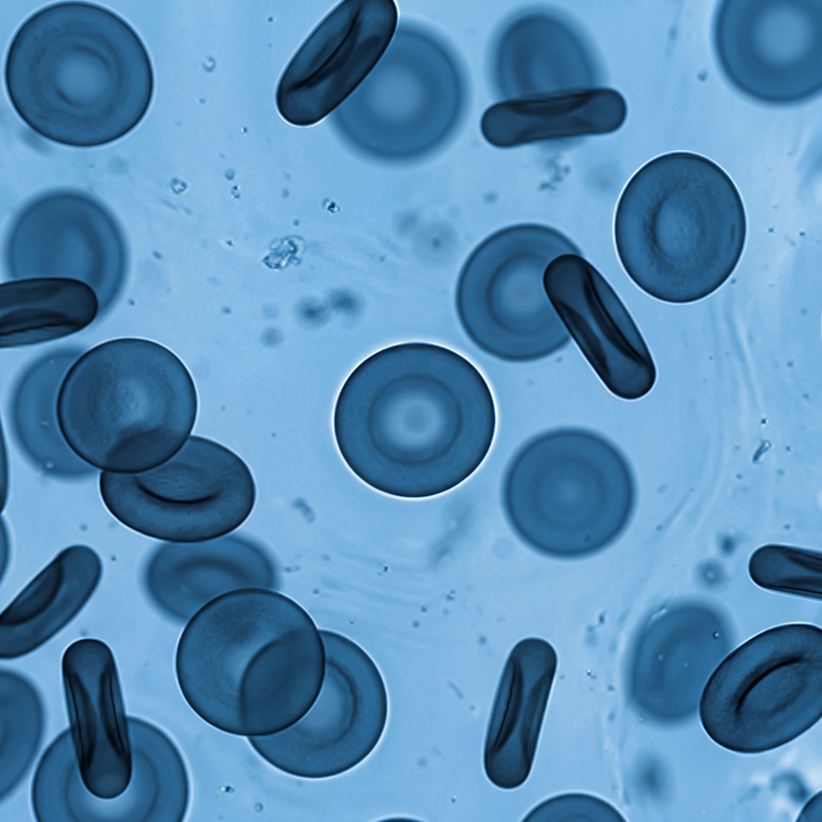 Microscopic view of cells