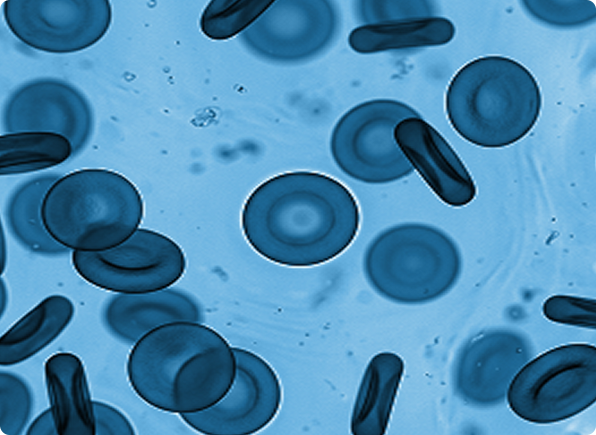 Microscopic view of cells